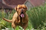 DOGUE DE BORDEAUX 247